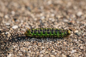Macro shot of a caterpillar on a rocky surface