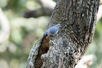 Solitary bird perched atop a branch of a tree, looking intently at the opening in the branch