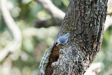 Velvet-fronted nuthatch on a tree trunk. Sitta frontalis.