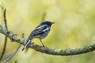 Majestic Oriental Magpie-robin
on a thin branch in a lush, wooded forest setting