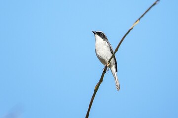 Single Grey Bushchat on a twig on a blue sky background