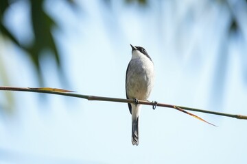 Single Grey Bushchat on a twig on a blue sky background