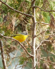 Vibrant Grey-hooded Warbler on a lush tree in a natural environment