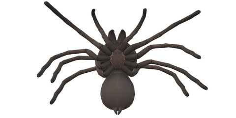 Spider isolated on a transparent Background