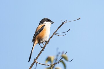 Fototapeta premium Long-tailed shrike perching on a small branch under a clear blue sky