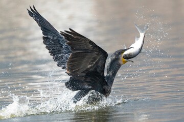 Great cormorant catching a fish in his mouth - obrazy, fototapety, plakaty