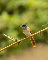 Close-up of a female Indian paradise flycatcher standing on a tree branch with a bug in its beak