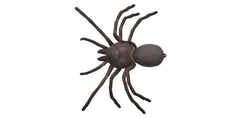 Spider isolated on a transparent Background
