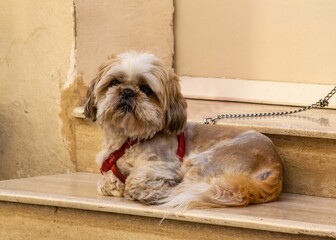 Shih Tzu dog laying peacefully in the sun on a set of stone steps. - Powered by Adobe
