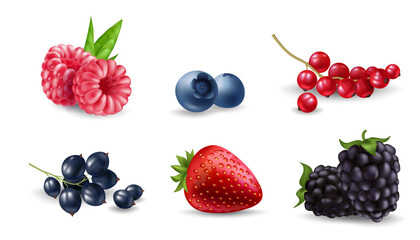 Fresh and realistic berry illustration set of ripe and juicy blueberry, raspberry, blackberry, cherry, strawberry, currant, and gooseberry. Perfect for food, health, and nature designs. ©  Tati. Dsgn
