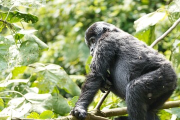 Serene Mountain Gorilla perched on Branch, Uganda, Bwindi National Park