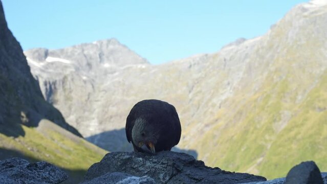 New Zealand, South Island, wild Alpine Kea Parrots, isolated against mountain background