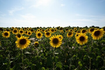 Fototapeta premium Golden Splendor: Sunflower Field in Full Bloom