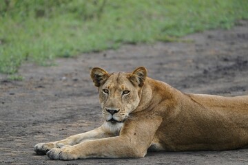 Fototapeta na wymiar Majestic Queen: Close-Up of a Female Lion's Splendor in Uganda