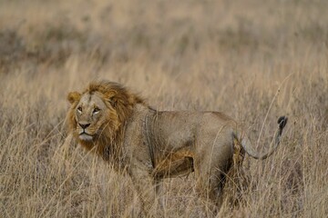 Regal King: Majestic Male Lion in Nairobi National Park, Kenya Safari