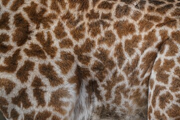Graceful Patterns: Close-Up of Giraffe's Fur and Unique Pattern in Kenya