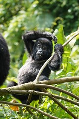 Captivating Encounter: Young Mountain Gorilla in Bwindi National Forest, Uganda