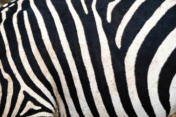 Fototapeta na wymiar Intricate Elegance: Close-Up of Zebra's Black and White Fur Pattern in Kenya