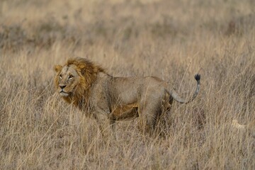 Regal King: Majestic Male Lion in Nairobi National Park, Kenya Safari