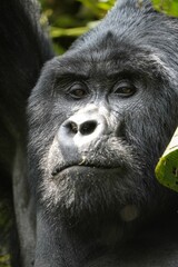 Enchanting Encounter: Up-Close with a Silverback Gorilla in Uganda's Bwindi National Forest
