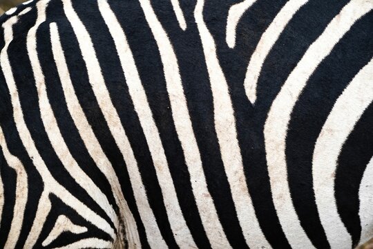 Intricate Elegance: Close-Up of Zebra's Black and White Fur Pattern in Kenya