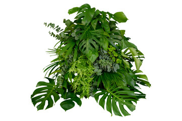 Plant leaves Green nature Tropical forest isolated on transparent background - png  © eakarat