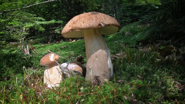 Snail on two white mushroom porcini boletus in green moss in sunny summer forest. UHD 4k video