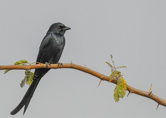 a Black drongo bird perched on a branch