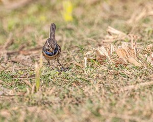 Beautiful Bluethroat bird perched atop a sandy soil surface