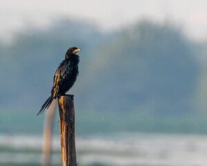 Black cormorant bird stands majestically atop a wooden pole