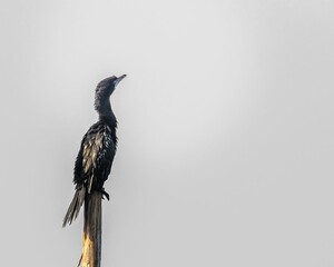 Black cormorant bird stands majestically atop a wooden pole