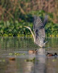 Grey heron in water with its wings spread wide in a majestic pose