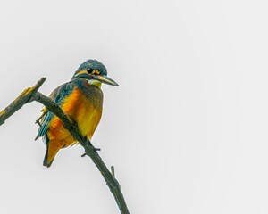 a colorful bird perched on a branch looking down at the sky