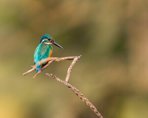 the bird has its beak open as if they were having a conversation