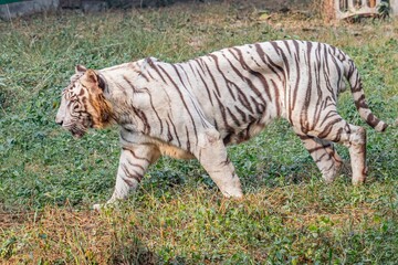 a white tiger walking on a grassy area with trees and shrubs - Powered by Adobe