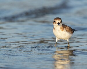 Brown feathered bird standing in a shallow body of water