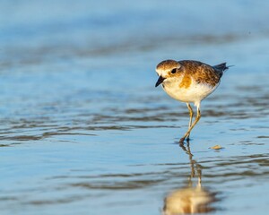 Brown feathered bird standing in a shallow body of water