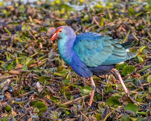 Small Western swamphen with a distinctive red beak perched atop some vibrant green foliage