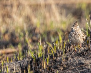 Small crested lark bird on a grassy field, enjoying the peaceful nature of its surroundings