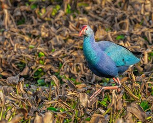Small Western swamphen with a distinctive red beak perched atop some vibrant green foliage