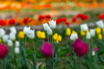 tulips bloom in front of the yellow and red