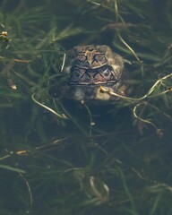 a frog that is in some grass with the water level rising