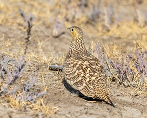 Majestic saja bird stands tall on a sandy landscape, surrounded by a sea of wild weeds