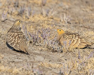 Saja birds perched on a dry, dusty field, basking in the sun