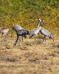 Stunning image of a flock of cranes gathered in the desert