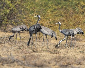 Obraz premium Stunning image of a flock of cranes gathered in the desert