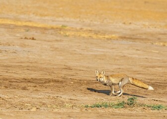 Selective focus shot of a wild fox running through a dry field