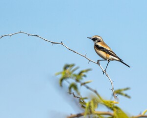 Wheatear perching on tree branch