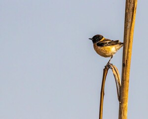 Stone chat perching on tree branch