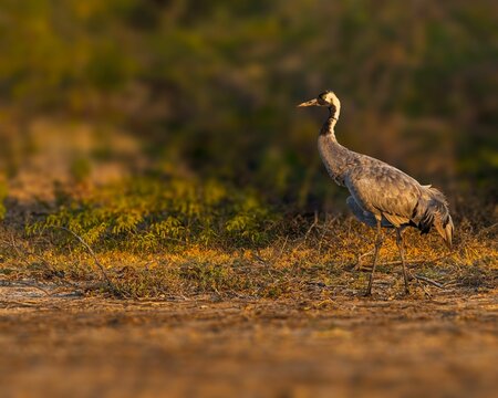 Selective focus shot of a common crane perched on a dry field